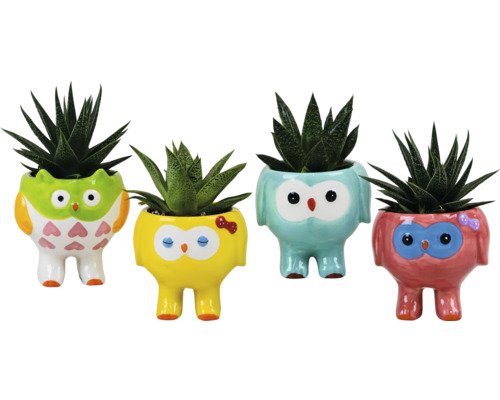 Quatre pots de fleurs décoratifs en forme de hibou plantés de plantes grasses