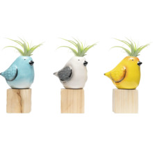 Trois cache-pots oiseaux colorés avec plantes aériennes sur socles en bois