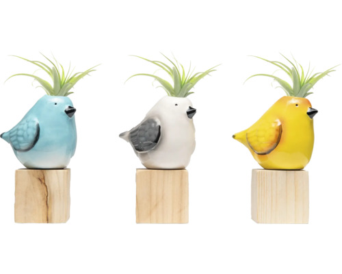 Trois cache-pots oiseaux colorés avec plantes aériennes sur socles en bois