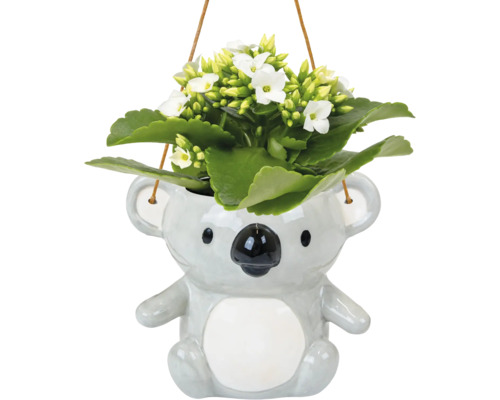 Plante suspendue à fleurs blanches dans un cache-pot koala