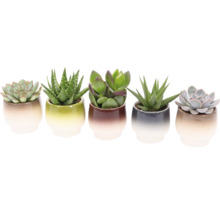 Cinq plantes grasses dans des pots en céramique