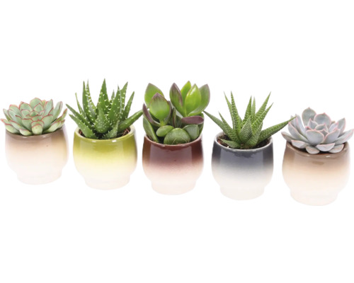 Cinq plantes grasses dans des pots en céramique