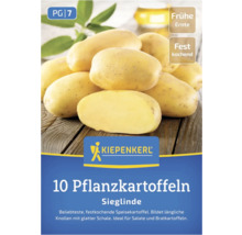 Kiepenkerl Saatkartoffeln Sieglinde, frühe Ernte, festkochend