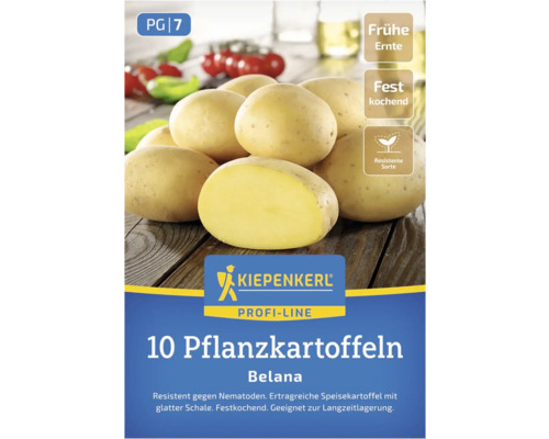 Belana Pflanzkartoffeln, 10 Stück, frühe Ernte, festkochend und resistente Sorte
