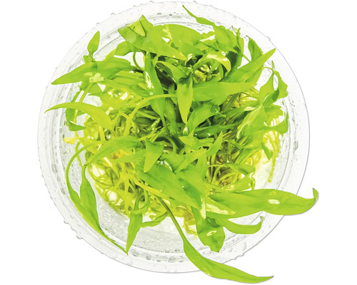 Aquarienpflanze im Topf