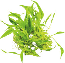 Aquarienpflanze mit grünen Blättern