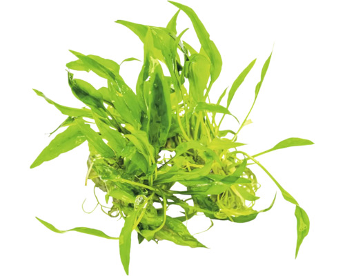 Aquarienpflanze mit grünen Blättern