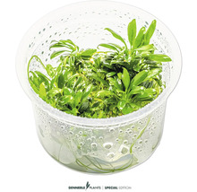 Aquariumpflanze im durchsichtigen Behälter