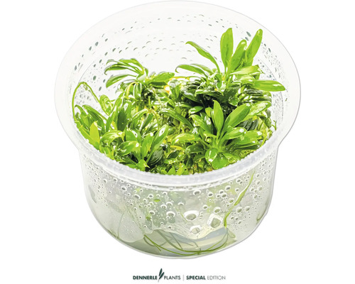 Aquariumpflanze im durchsichtigen Behälter