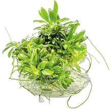 Aquarium Pflanze auf Stein befestigt