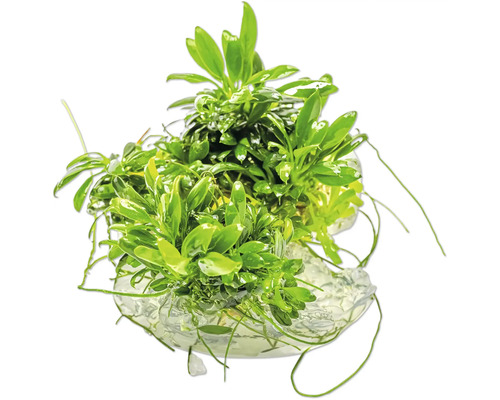 Aquarium Pflanze auf Stein befestigt