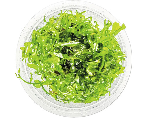 Aquarienpflanze im Topf