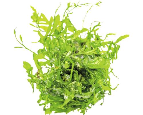 Aquarienpflanze mit grünen Blättern