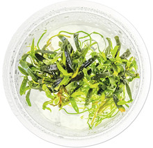 Plante d'aquarium dans un récipient