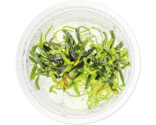 Plante d'aquarium dans un récipient