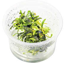 Plante d'aquarium dans un récipient transparent