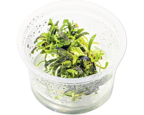 Plante d'aquarium dans un récipient transparent