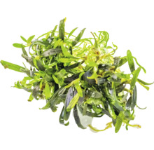 Plante aquatique pour aquarium