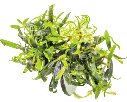 Plante aquatique pour aquarium