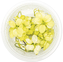 Plante flottante jaune dans un récipient en verre pour aquarium