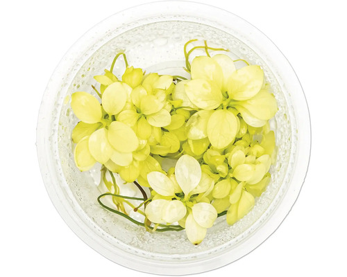 Plante flottante jaune dans un récipient en verre pour aquarium