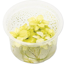 Plante d'aquarium dans un récipient transparent