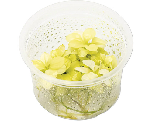 Plante d'aquarium dans un récipient transparent