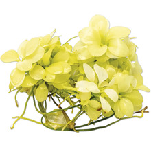 Plante aquatique artificielle avec des feuilles claires pour aquariums