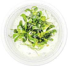 Plante d'aquarium dans un récipient transparent