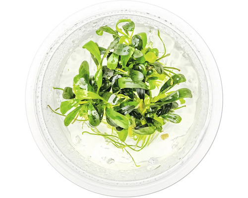 Plante d'aquarium dans un récipient transparent