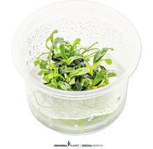 Plante aquatique dans un récipient transparent