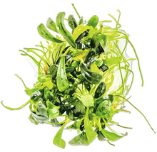 Plante d'aquarium en bouquet pour la décoration d'aquariums