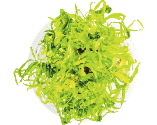 Aufsicht auf eine Topfpflanze mit Algen