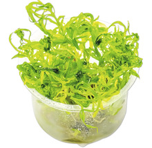 Aquarienpflanze in einem durchsichtigen Behälter