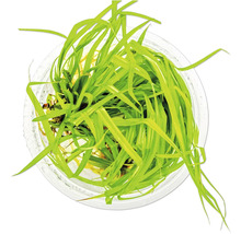 Aquariumpflanze im Topf