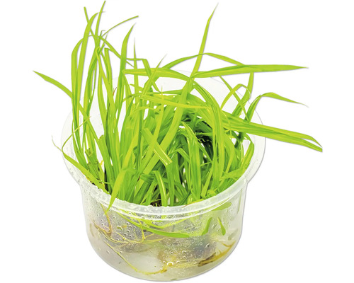 Aquarienpflanze Nadelsimse in einem transparenten Behälter