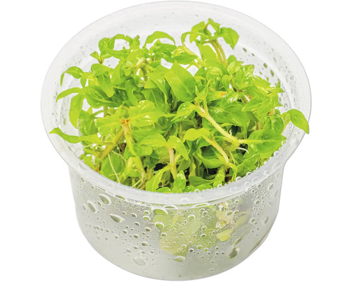 Wasserpflanze in durchsichtigem Topf