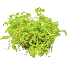 Aquarienpflanze mit grünen Blättern