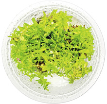 Aquarienpflanze im transparenten Behälter