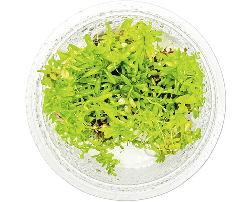 Aquarienpflanze im transparenten Behälter