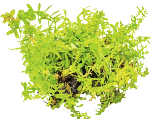 Wasserpflanze zur Dekoration von Aquarien