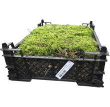 Lappenmoos in einer schwarzen Kiste, Abmessungen 40x30x12 cm