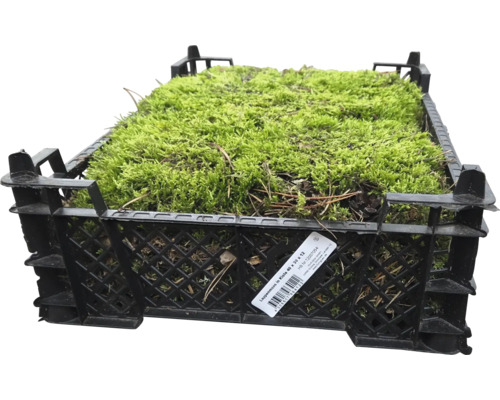 Lappenmoos in einer schwarzen Kiste, Abmessungen 40x30x12 cm