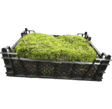 Moos in einer Kunststoffkiste