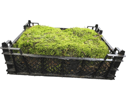 Moos in einer Kunststoffkiste