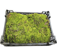 Moos in einer schwarzen Kunststoffkiste