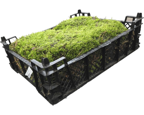 Moos in einer schwarzen Kunststoffkiste