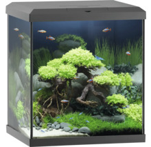 Aquarium aménagé avec poissons et plantes