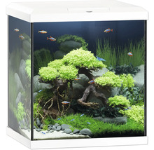 Aquarium avec plantes, poissons et décorations