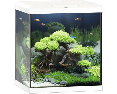 Aquarium avec plantes, poissons et décorations